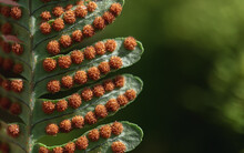 Macro Image Of The Spores On The Back Of A Fern Leaf Frond.