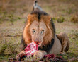 lion with kill