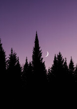 Crescent Moon Rises In Purple Sky Over Pine Trees In Maine.
