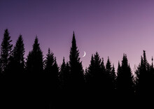 Pine Trees Silhouetted Against Purple Sky With Rising Crescent Moon