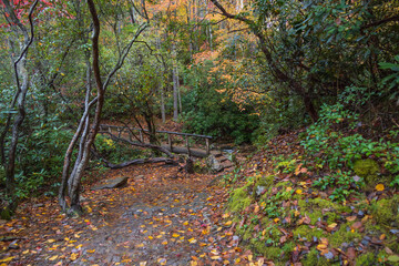 Wall Mural - Hiking trail in the fall in the Great Smoky Mountains National Park, Tennessee