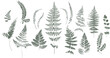 Set of dried herbs and natural plants and bees - herbarium logo collection on white background