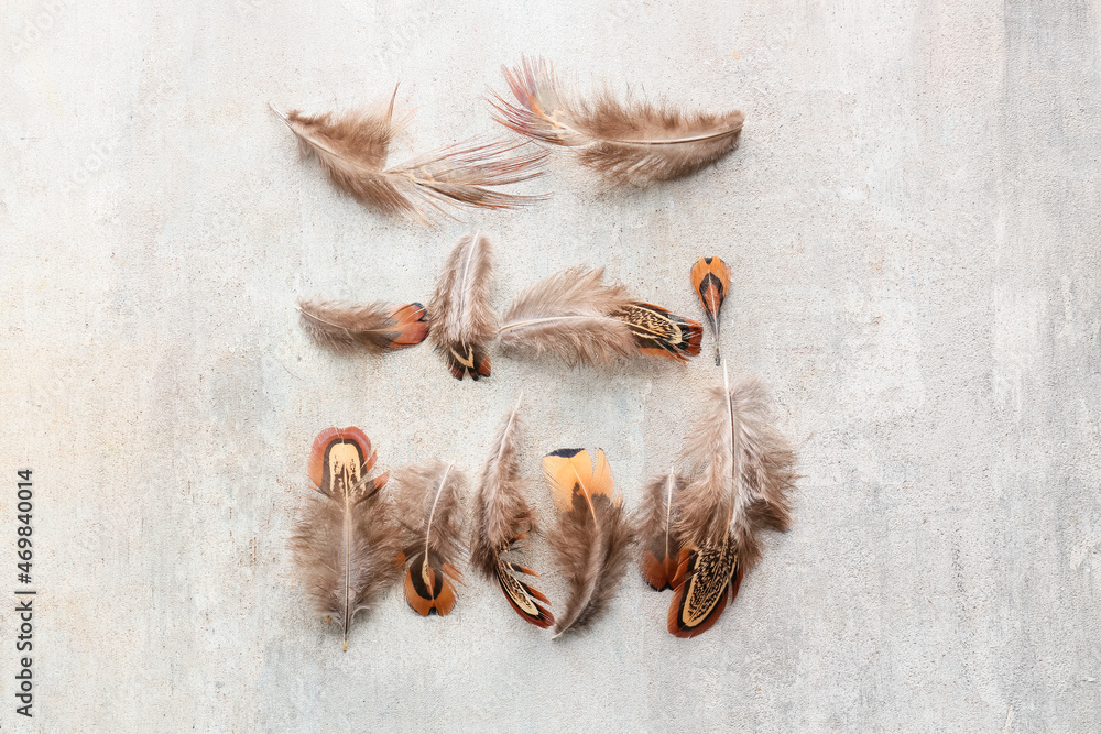 Beautiful pheasant feathers on grunge background