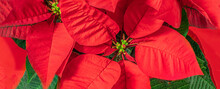 Red Christmas Flower  Poinsettia As A Background. Wallpaper. Xmas Symbol Euphorbia 