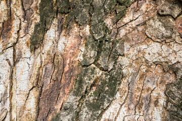 Sticker - Rough and dry. Tree trunk. Tree bark texture. Tree stem cover closeup. Mature tree covered with moss. Woody plant. Forest nature. Natural background.