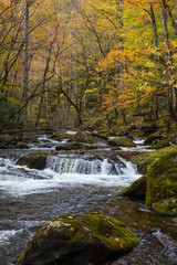 Wall Mural - Cascading mountain stream in the fall Great Smoky Mountains National Park