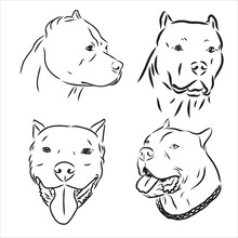 Sketch Of Dog Pit Bull Terrier. Vector Illustration