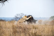 A lion, Panthera leo, attacking a buffalo in a clearing, Syncerus caffer
