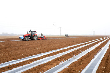 Wall Mural - Farmers drive seeders to plant Plastic Mulched corn on the farm.