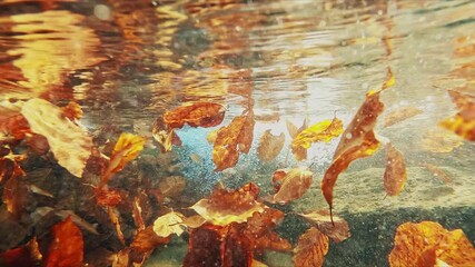 Poster - Autumn underwater shots in the mountain stream full of golden floating leaves, Australian Shepherd dog playing in water, Beskidy, Poland