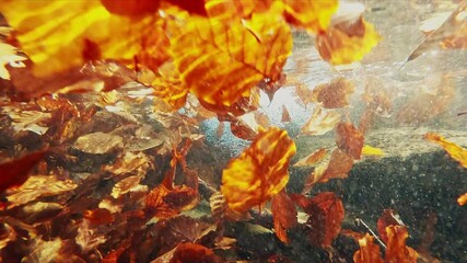 Poster - Autumn underwater shots in the mountain stream full of golden floating leaves, Australian Shepherd dog playing in water, Beskidy, Poland