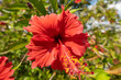 沖縄の赤い花