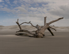 Dead Tree On The Beach