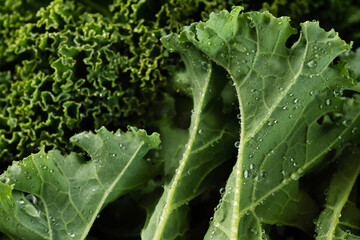 Wall Mural - Kale salad leaves with water drops.