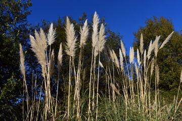 Wall Mural - The pampas grass (Cortaderia Selloana) is a very common invasive plant