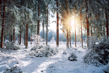 Wall Mural - winter landscape with snow covered trees and sunlight.