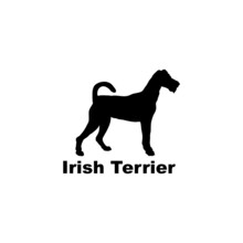  Irish Terrier