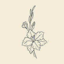 Hand Drawn Line Art Gladiolus Flower