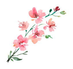 watercolor Branch of Cherry blossom tree. spring branch with pink flowers