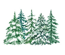 Watercolor Winter Pine Trees Forest Illustration. Hand Painted Evergreen Spruce Trees With Snow On Branches, Isolated On White Background. Christmas Themed Design.