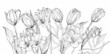 Flower border in black and white for invitations and postcards. Tulips and freesias in vector drawing