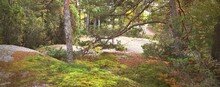 Evergreen Forest Near The Rocky Seashore Of The Hanko Peninsula, Gulf Of Finland. Green Trees, Plants, Stones, Moss And Fern. Pure Nature, Ecotourism, Travel Destinations, Environmental Conservation