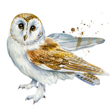 Owl Barn Owl On A White Background Watercolor