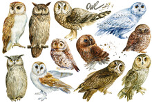 Owls On An Isolated White Background, Watercolor Illustration. Birds Portrait Hand Painted. Wild Life