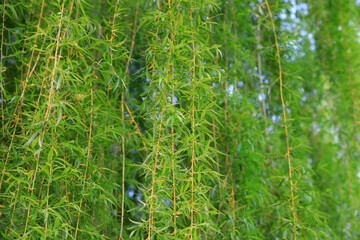 A close-up of the green willow