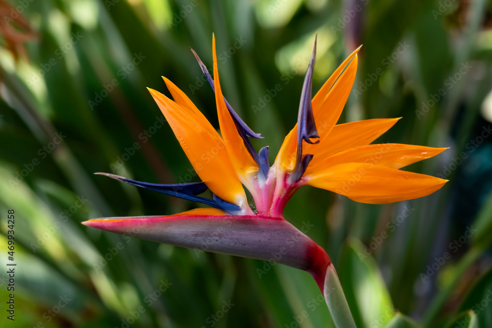 Photo Stock Strelitzia reginae or crane flower or bird of paradise is a  popular flowering plant indigenous to South Africa with decorative orange  petals in botanical garden in Funchal, Madeira island Portugal. |