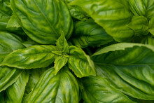 Closeup Of A Sweet Basil Plant 