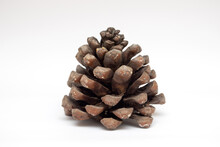 A Huge Pine Cone On A White Background