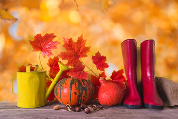 Beautiful autumn gardening concept; Yellow watering can, red rubber boots, orange pumpkins and chestnuts on old wooden background against orange natural background; Thanksgiving greeting holiday card