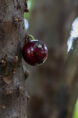 Wall Mural - Fruit exotic. Jabuticaba in the tree ready to be harvested eaten by a bird. Jaboticaba is the native Brazilian grape tree. Species Plinia cauliflora.