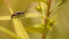 Macro Of Leptura Quadrifasciata, Four Banded Longhorn Beetle, On A Sunny Summer Day