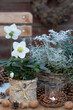 rustikale Winter-Gartendekoration mit Christrose im Birkenrinden-Topf und Windlicht