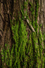 Tree Bark Background Texture