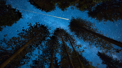 Wall Mural - night sky and shooting star above the forest trees