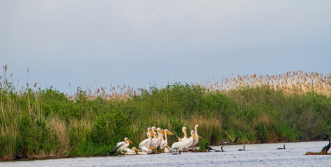 Canvas Print - Pelicans in the Danube Delta, Romania