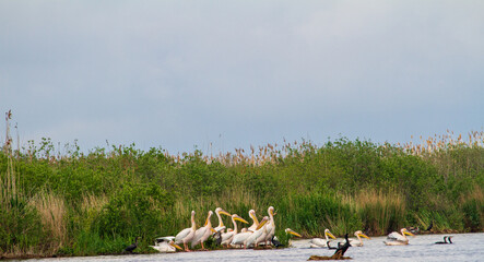 Canvas Print - Pelicans in the Danube Delta, Romania