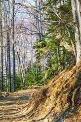 Sticker - Forest walk in a forest in Romania