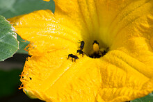 Male Pumpkin Flower (Cucurbita) In Organic Cultivation Having Its Pollen Taken By The Tiúba Bee (Melipona Fasciculata) In The City Of Rio De Janeiro, Brazil.