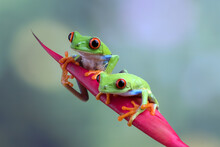 Red Eyed Tree Frogs On Leaf