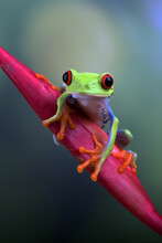 Red Eyed Tree Frogs On Leaf