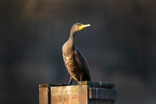 Great Cormorant Have A Rest On The Box. Cormorant On The Pond. Europe Nature. 