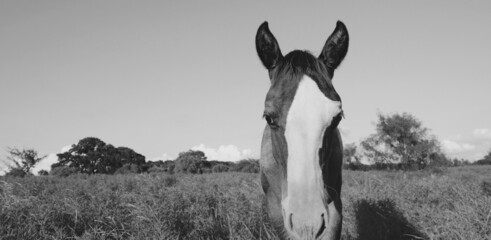Wall Mural - Foal horse looking at camera close up from rural ranch field in summer Texas landscape.
