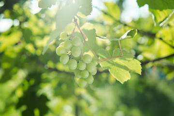  green grapes leaves nature summer organic natural product