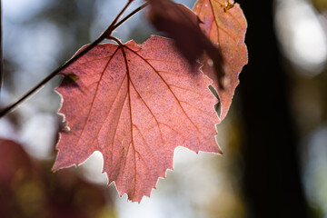 Wall Mural - Colorful leaves in forest in autumn