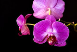 Fototapeta Storczyk - branch with orchid flowers on a black background