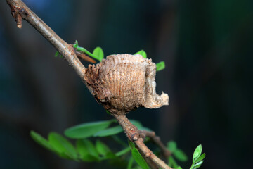 Mantis egg sheath - cuttlebone, North China